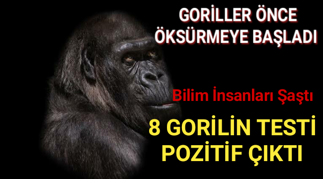 Hayvanat Bahçesinde Gorillerin Korona Testi Pozitif Çıktı