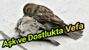 Aşk ve Dostlukta Vefa