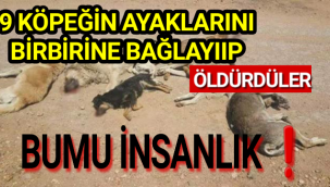 Bu Nasıl İnsanlık!Sanıyorlarki Hayvanlar Ahirette HESAP SORMAYACAK,YAKANIZA YAPIŞMAYACAK❗