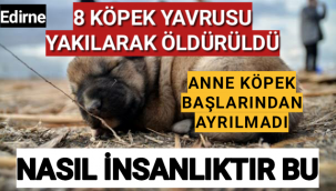 İnsanda Allah Korkusu Olmalı,8 Yavru Köpek Yakılarak Öldürüldü Anne Köpek Başlarından Ayrılmadı