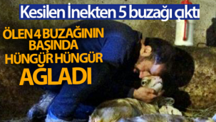 Kesilen inekten, 5 buzağı çıktı! Ölen 4 buzağının başında hüngür hüngür ağladı