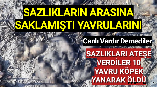 Yavrularını Sazlık Alana Sakladı,10 Yavru Köpek Yanarak Öldü