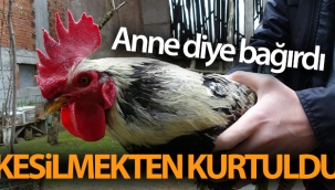 'Anne' diye bağırdı, kesilmekten kurtuldu