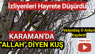 Karaman'da Ağaç Dalında Defalarca 'ALLAH' Diyen Kuş...