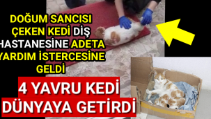 Karaman'da Doğum Sancısı Çeken Kedinin Yardım İstemesi Herkesi Duygulandırdı