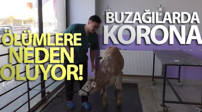 Kars'ta buzağılarda korona virüs görüldü