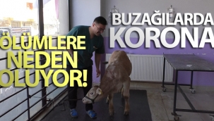 Kars'ta buzağılarda korona virüs görüldü
