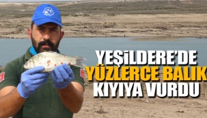 Yeşildere Barajında Yüzlerce Ölü Balık Kıyıya Vurdu