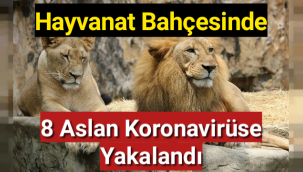 Hayvanat bahçesinde 8 aslan koronavirüse yakalandı