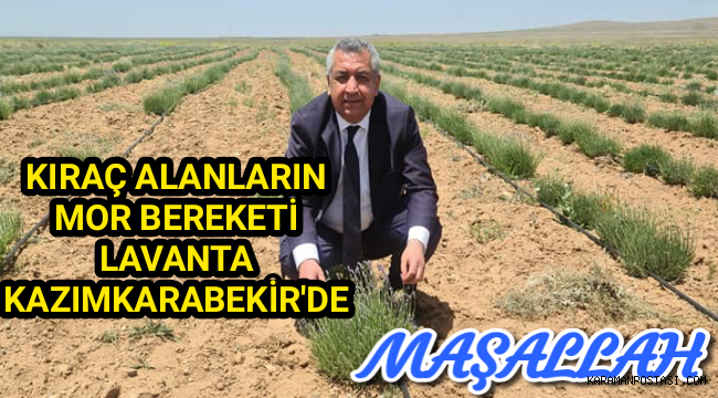 KIRAÇ ALANLARIN MOR BEREKETİ LAVANTA KAZIMKARABEKİR'DE