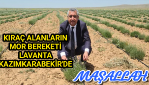 KIRAÇ ALANLARIN MOR BEREKETİ LAVANTA KAZIMKARABEKİR'DE