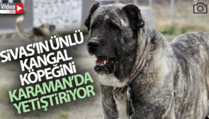 Sivas'ın ünlü kangal köpeğini Karaman'da yetiştiriyor