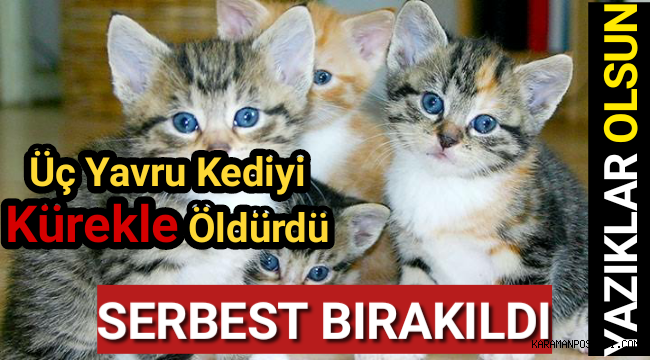 Üç yavru kediyi kürekle öldüren adam serbest bırakıldı