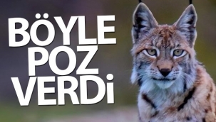 Vaşak, doğa fotoğrafçısına böyle poz verdi