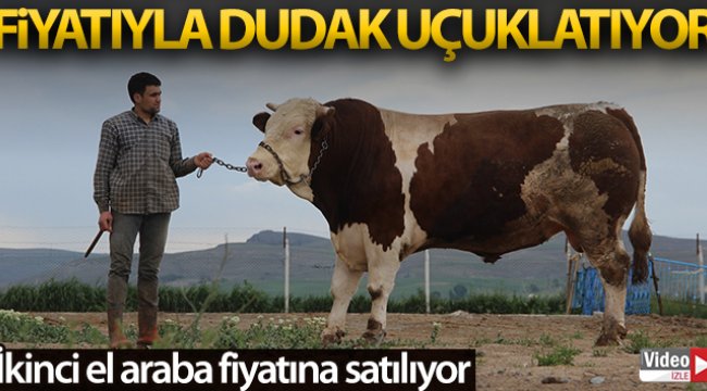 Fiyatıyla dudak uçuklatıyor, görenler gözlerine inanamıyor
