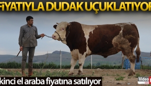 Fiyatıyla dudak uçuklatıyor, görenler gözlerine inanamıyor