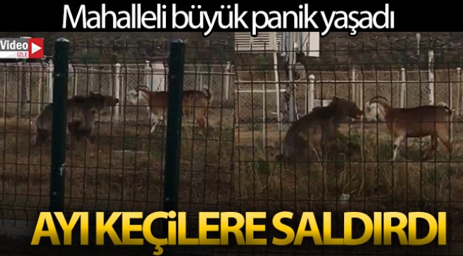 Herkesin gözü önünde Ayı keçilere saldırdı