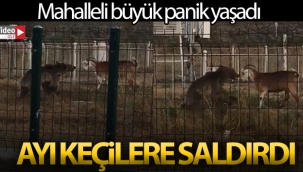 Herkesin gözü önünde Ayı keçilere saldırdı