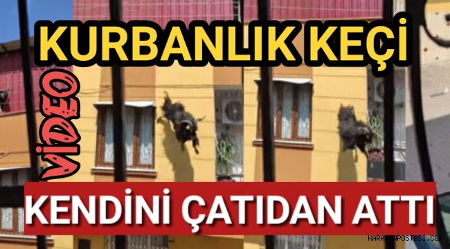 Kurbanlık keçi kendini çatıdan attı