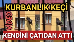 Kurbanlık keçi kendini çatıdan attı