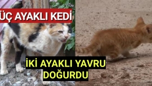ÜÇ AYAKLI KEDİ,İKİ AYAKLI YAVRU DOĞURDU