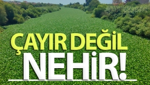 Hatay'da su sümbülleri Asi Nehri'ni istila etti