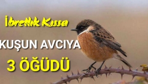 Kuşun Avcıya 3 Öğüdü