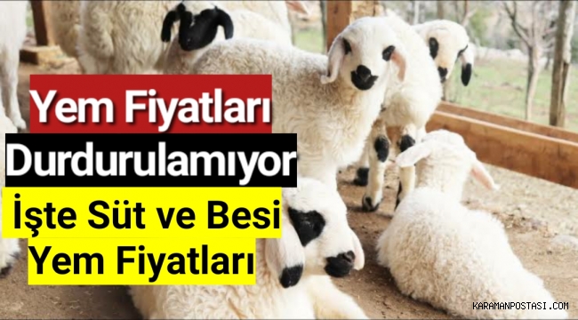 Yem fiyatları durdurulamıyor! İşte süt ve besi yem fiyatları