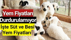 Yem fiyatları durdurulamıyor! İşte süt ve besi yem fiyatları