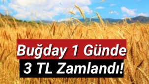 Buğday 1 günde 3 TL zamlandı!