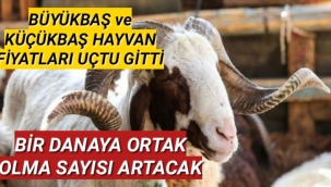 Bu Kurban Bayramı'nda 60 kişi bir danaya ortak olmaya hazır olsun