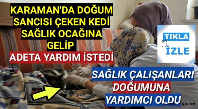 Karaman'da Doğum Sancısı Çeken Kedi Sağlik Ocağına Gelerek Adeta Yardım İstedi