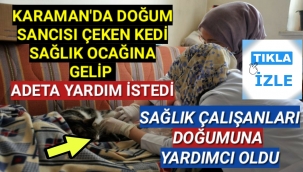 Karaman'da Doğum Sancısı Çeken Kedi Sağlik Ocağına Gelerek Adeta Yardım İstedi