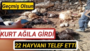 KURT HAYVANLARI TELEF ETTİ