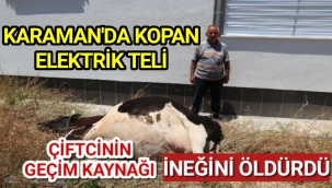 Karaman'da Kopan Elektrik Teli İneğini Çarparak Öldürdü