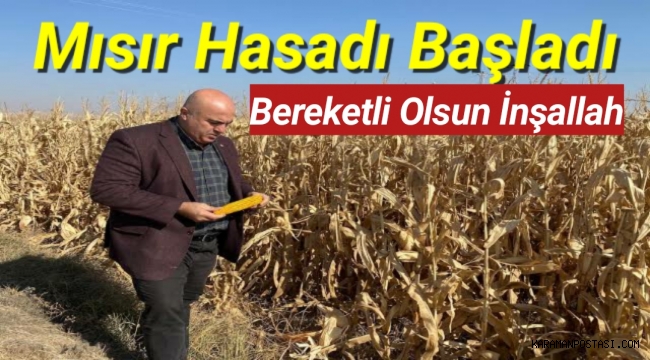 Karaman'da Mısır Hasadı Başladı
