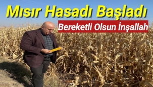 Karaman'da Mısır Hasadı Başladı