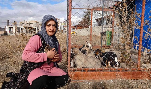 80'e yakın sokak hayvanına gönüllü bakıyor
