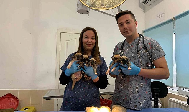 Ağzı bağlı çuvalda bulunan 8 yavru köpek ve sütannesi gözetim altına alındı