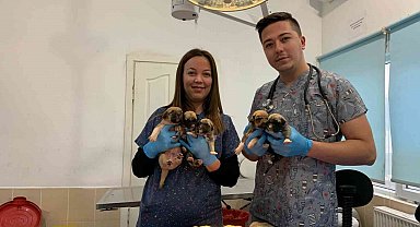 Ağzı bağlı çuvalda bulunan 8 yavru köpek ve sütannesi gözetim altına alındı