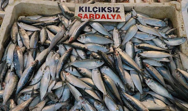 Akdeniz'de sardalya bereketi