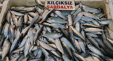 Akdeniz'de sardalya bereketi