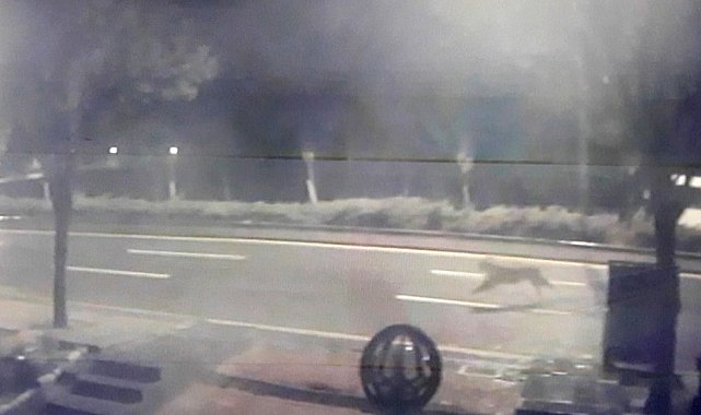 Başkent'te hayvanat bahçesinden aslan kaçtığı iddiası ortalığı karıştırdı