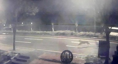 Başkent'te hayvanat bahçesinden aslan kaçtığı iddiası ortalığı karıştırdı