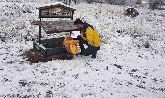 Belediye ekipleri sokak hayvanlarını unutmuyor