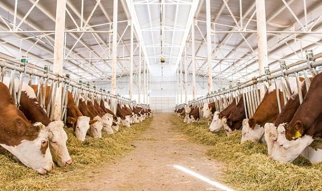 Büyükbaş hayvan yetiştiriciliğine hibe desteği