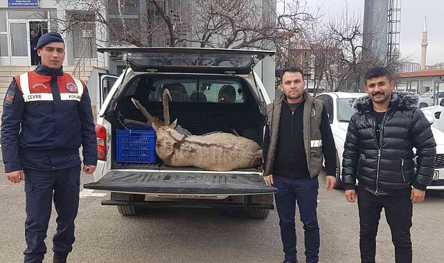 Dağ keçisi avına 250 bin lira ceza