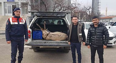 Dağ keçisi avına 250 bin lira ceza