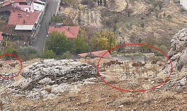 Divriği'de dağ keçisi sürüsü görüntülendi