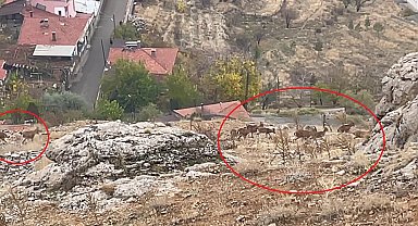 Divriği'de dağ keçisi sürüsü görüntülendi